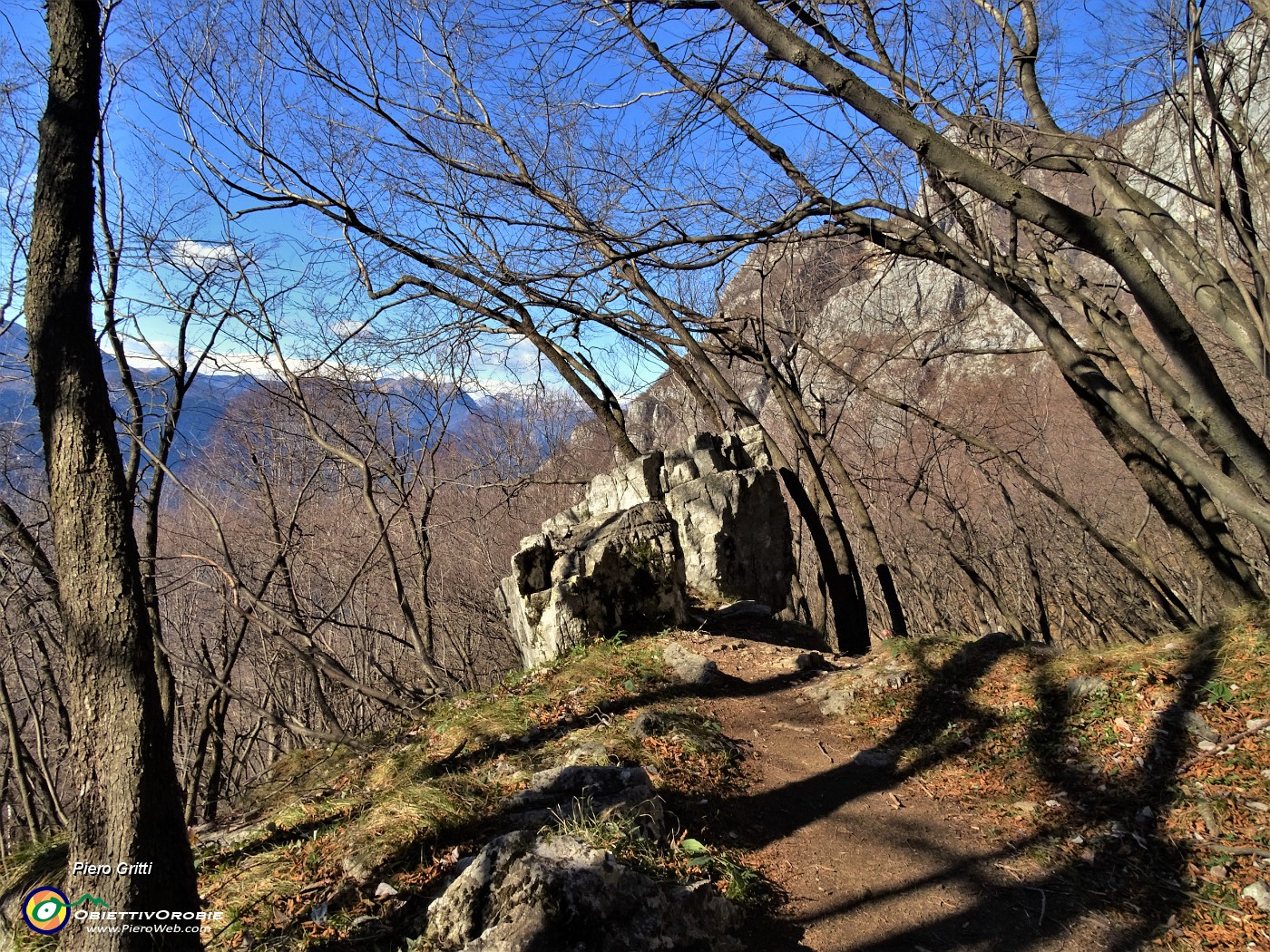 56 Sul sent. 57 nel bel bosco di carpini neri piegati dal vento.JPG